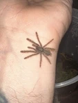 1" Feather-leg Baboon Live Tarantula Spiderling (stromatopelma Calceatum). Fixed Price $30.00.