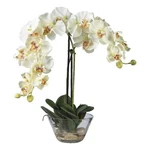 Nearly Natural Phalaenopsis With Glass Vase Silk Flower Arrangement White/clear. Fixed Price $104.99.