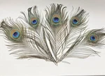 10 Inch, Long Natural Peacock, Eyes Feather Fly, Tying Grade Pack. Fixed Price $7.50.