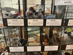 Spornette Hard To Find Hair Brushes ** Choose Your. Fixed Price $13.95.